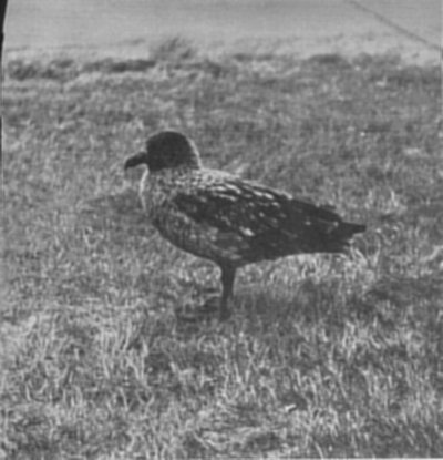 SKUA GULL.
