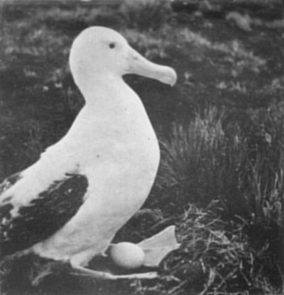 ALBATROSS AND EGG.