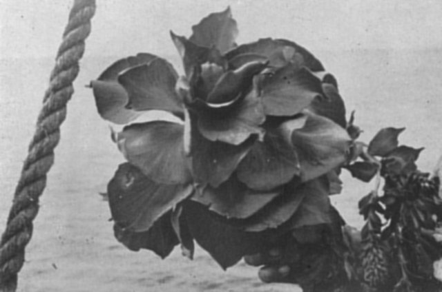 THE KERGUELEN CABBAGE.