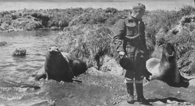 SEA-ELEPHANTS AT HOME ON MARION ISLAND.